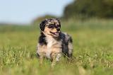 BERGER AUSTRALIEN PUPPIES 177